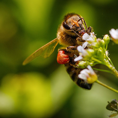 Venin d'abeille